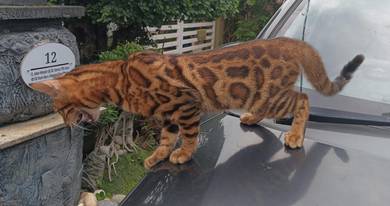 Bengal Rosette