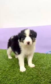 Border collie black tri mka certificate and microc