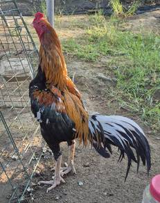 ayam ratu LHK