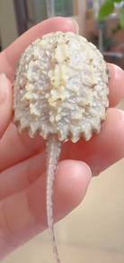 Super RARE *Hypo White* Snapping Turtle