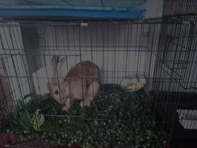 Rabbit for sale