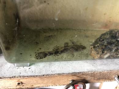 ikan ubi, ketutu