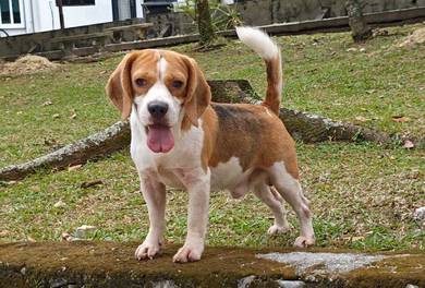 Sire by Malaysian Junior Champion Adult Beagle