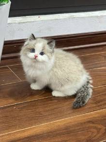 Ragdoll boy
