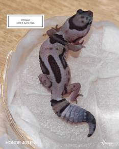 Fattail Gecko 