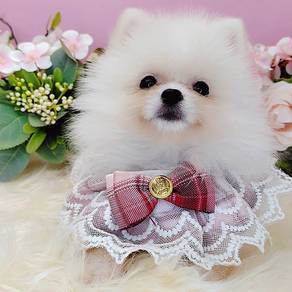 Pomeranian