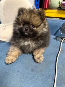 Pomeranian