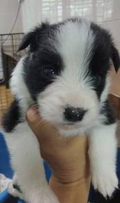 Border Collie