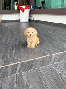 Pure poodle puppy