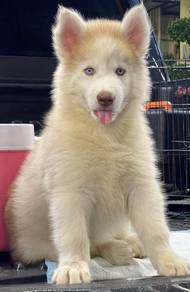 SIBERIAN HUSKY PUPPIES VIP09🌻 Male-Female