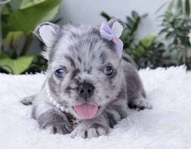 FRENCH BULLDOG PUPPIES 🌻VIP117 Long Fur / girl