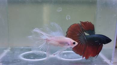 Halfmoon Betta Fish 