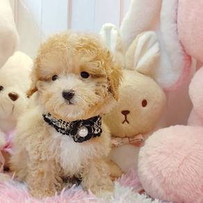 Poodle