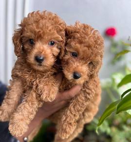 Poodle Puppies Available 