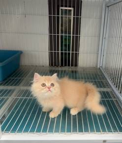 Napoleon short leg kitten