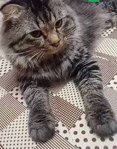 kucing jantan umr1 tahun