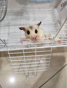 Sugar Glider