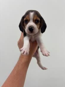 Beagle Nice Marking