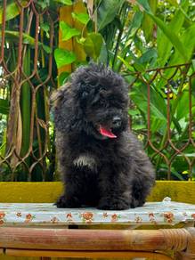Poodle