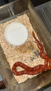 Corn Snake