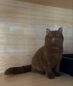 Bsh Cinnamon female