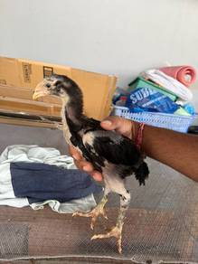 ayam Ank oshamo