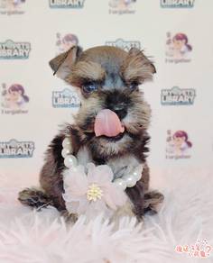 Schnauzer