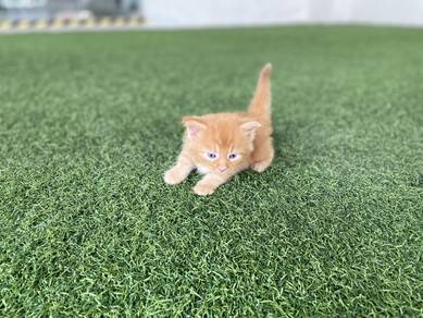 Pure Tabby Orange Mainecoon Kitten