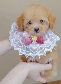 Poodle