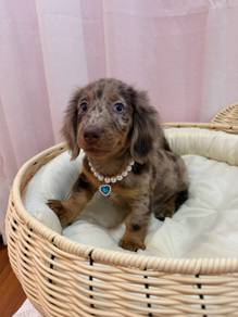 Miniature Long Haired Dachshund