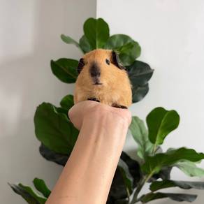 California guinea pig tikus belanda arbok
