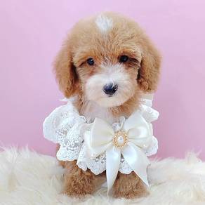 Maltipoo