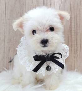 Maltipoo