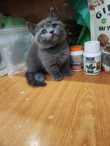 British shorthair munchkin 