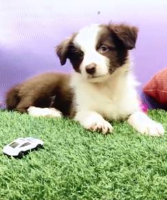 Border collie chocolate mka and microchip
