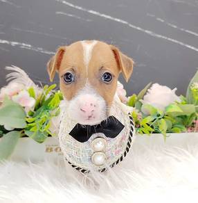 Jack Russell