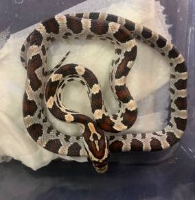 Corn Snake - Baskin Okeetee