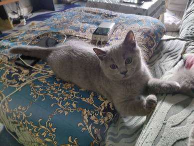 BSH Kitten For Sale
