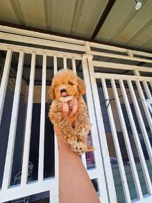 Cavapoo puppy 