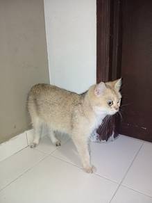 BSH Golden Shaded