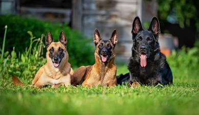 Full trained guard dog for sale