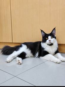 pure mainecoon