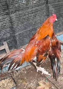 ayam hujung 