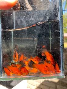 platy black tail