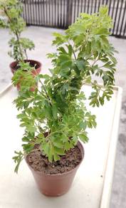 Ming Aralia Plant