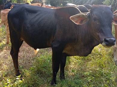 lembu korban