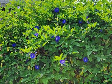 anak pokok bunga telang biru