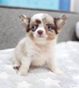 CHIHUAHUA PUPPIES CH233🌷 Head Apple boy~girl