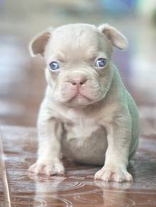 FRENCH BULLDOG PUPPIES S206🌻Cute Puppy Available
