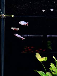 Bloodfin Rathbun Tetra